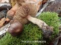 Inocybe nitidiuscula-amf1022-1
